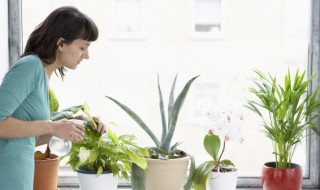 卡特兰怎么换盆(卡特兰换盆后要不要立即浇水)