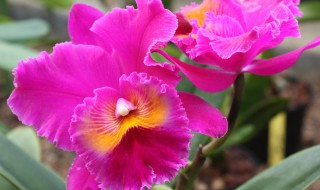 卡特兰开花诀窍 卡特兰开花图片大全