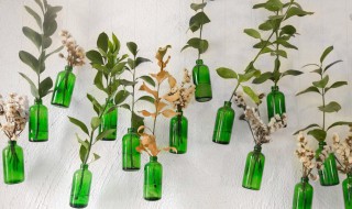有哪些水培的花卉（水培花卉植物有哪些）