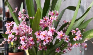 香水文心兰哪个品种最香 香水文心兰香吗