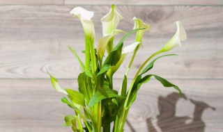 水培马蹄莲的主要步骤 马蹄莲是水培好还是土培好?