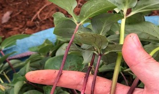 重楼怎么育苗(重楼怎么育苗出的快)