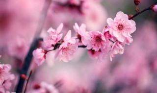 三角梅控水和促花方法(三角梅控水开花)