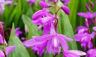 白芨的养殖方法和注意事项（白芨种植条件和方法）