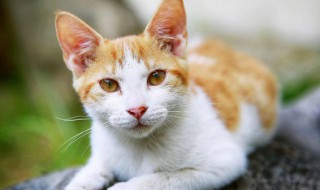 新手养猫有哪些注意事项（新手养猫的注意事项,养猫须知,非常重要）