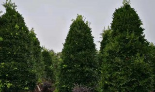 竹柏树有什么作用（竹柏树的作用）