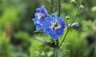 小飞燕草和大飞燕草的区别 飞燕草和大花飞燕草