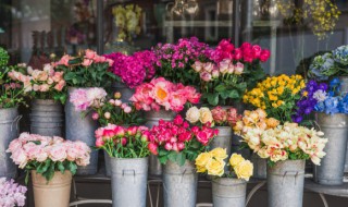 牡丹之乡是哪里 中国最早的牡丹之乡是哪里