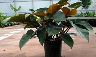 金钻叶片小怎么回事 金钻叶子长不大怎么办