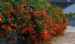 凌霄花一年当中怎样施肥（凌霄花浇什么肥）