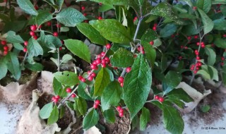北美冬青干了怎么办 北美冬青如何结果