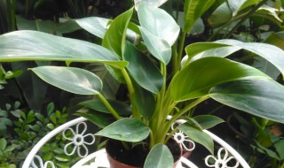 金钻为什么会烂叶子 金钻叶子腐烂