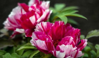 眉山适合养什么花（眉山地区适合种什么树）