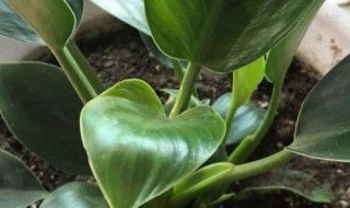 绿公主大叶金钻的养殖方法和注意事项