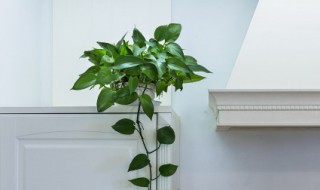 竹柏放室内对人的好处 竹柏放在室内好吗