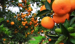 桔子之乡在哪里（蜜桔之乡是哪个地方）