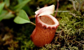 如何水培猪笼草(猪笼草浇什么样的水)