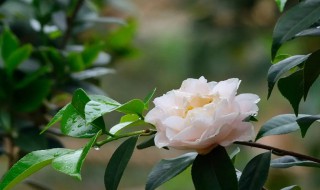 茶花叶尖枯焦是什么原因 茶花叶尖枯焦伴随落叶