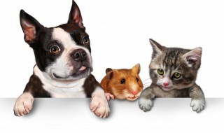 怎么保存拆封的大袋狗粮（狗粮大包装怎么保存）