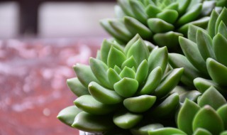 肉肉叶子变黄脱落是怎么回事（肉肉叶子发黄掉完了）