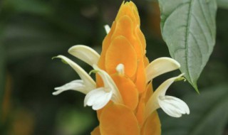 黄金塔的养殖方法和注意事项（黄金塔可以在室内养吗）