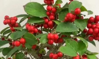 野山楂盆景为什么不结果 野山楂不开花不结果