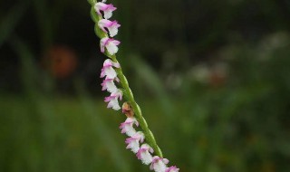 绶草国家二级保护植物吗（国家二级保护植物是什么植物）