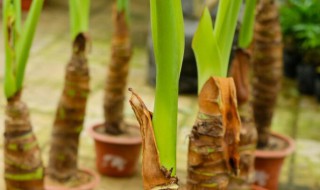 滴水观音在水里怎么养 滴水观音用水养放在什么位置好呢