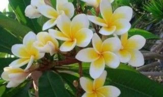 鸡蛋花从种子到开花需要多久 鸡蛋花幼苗多久能开花