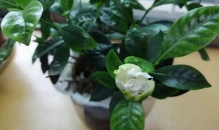 栀子花苞多长时间开花(栀子花花苞多长时间开花)