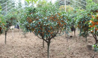 沉香桂几月开花（沉香桂花几月份开花）