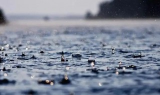 下雨天不怕雨淋是什么动物（不怕淋雨的动物）