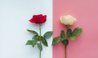 玫瑰花怎么插枝才能活 玫瑰怎样插枝才能活