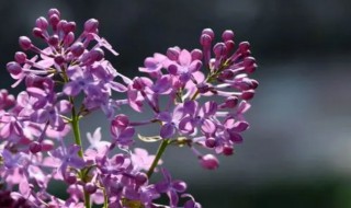 紫色丁香花的花语 紫色丁香花的花语是什么意思