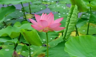 荷花的生长周期是多长时间（荷花的生长过程时间）