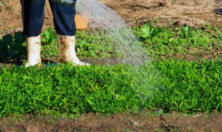 夏天菜园几天浇一次水 菜园子几天浇一次水