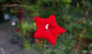 茑萝几天浇一次水 萝藦科怎么浇水