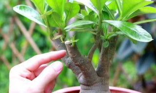 沙漠玫瑰几天浇一次水 沙漠玫瑰几天浇一次水最好