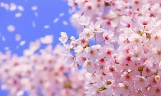 樱花几月开放时间（樱花几月份开放时间）