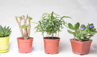 塑料盆栽花有毒吗 塑料花盆有毒吗?