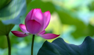 烂了的荷叶还能长出荷花吗(荷花叶子烂了)