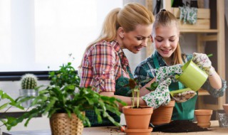 栀子花烂根严重水培行吗(栀子花烂根后水培)