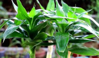 水培富贵竹可以用磷酸二氢钾吗 水培富贵竹可以加尿素吗