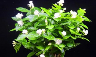 茉莉花一次开多久 茉莉多少天开一次花