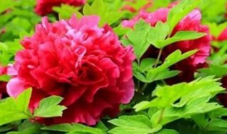 洛阳牡丹出自菏泽吗(牡丹到底是菏泽的还是洛阳的)