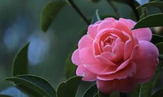 山茶花几月开放时间（山茶花什么时间开放?）