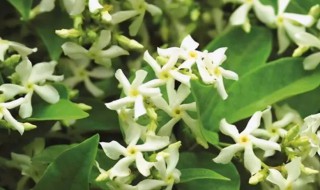 风车茉莉什么时候开花 风车茉莉开花多长时间