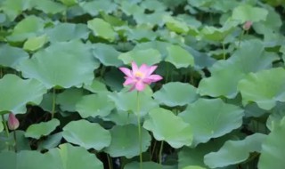 荷花几月开放时间（荷花几月份开放时间）