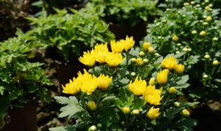 菊花什么时候开花几月（菊花开几月份）