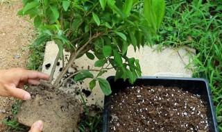 茉莉花一般什么时间换盆(茉莉花何时换盆)